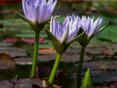 -国家植物园南园