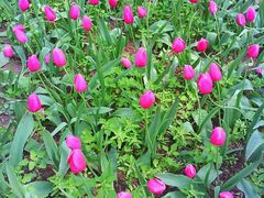 android_upload_pic-洛阳郁金香牡丹园