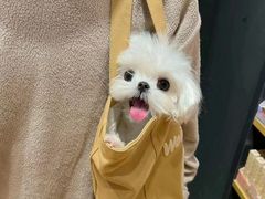 -萌宠之家·腊肠犬·马尔泰·小体犬舍