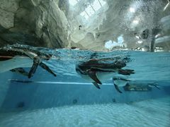 -帝企鹅自助餐厅•儿童岛•真企鹅(长隆企鹅酒店)