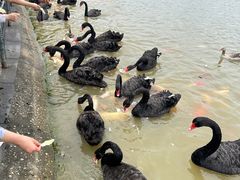 -艾溪湖湿地公园