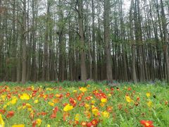 -上海共青森林公园