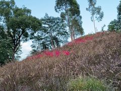 -白石龙音乐公园