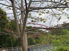 -金鸡山公园