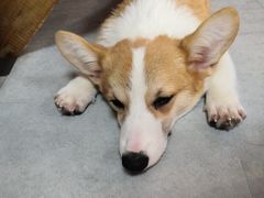 -汪说·狗咖(旺城大厦店)