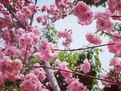 -天适樱花悠乐园