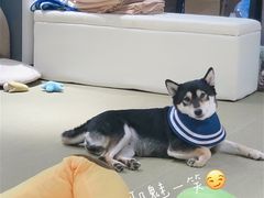 -逗柴咖啡屋·狗咖猫咖宠物桌游