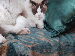 -喵屿·大理花园猫咖