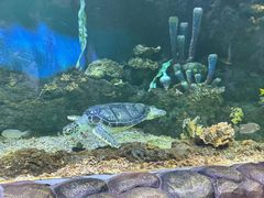 -华夏文旅海洋公园