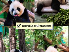 -广州长隆野生动物世界