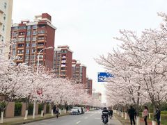 -高东镇樱花园