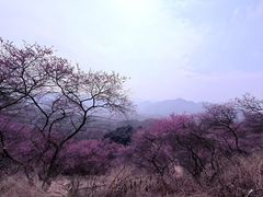 -新建村梅花