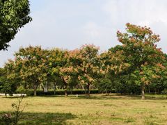 -南湖湿地公园