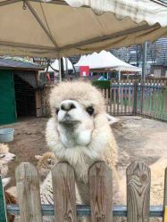 -萌宠亲子动物乐园(槐房万达店)