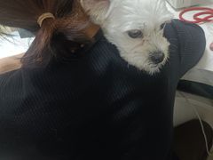 -关爱动物医院·心脏·中兽医·异宠(金牛路分院)