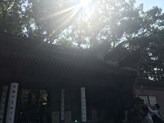 -王阿姨文昌油赞子(府桥街店)
