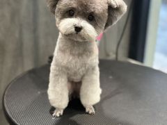 -樱桃家的宠物店(君安花园店)