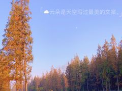 -黄海国家森林公园