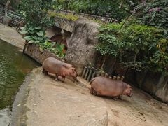-深圳野生动物园