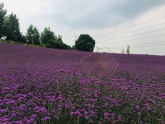 -紫颐香薰山谷景区