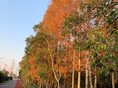 -上海长兴岛郊野公园