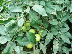 -真定郝家排骨(正定县总店)