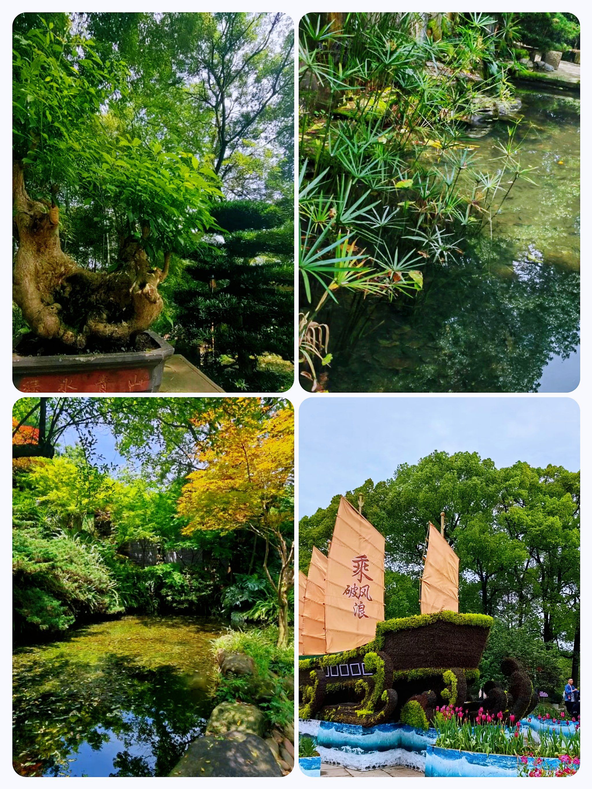 重庆南山植物园:一步一景,绿意中的诗意之旅