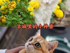 -朝花夕拾中餐厅(台儿庄古城复兴广场店)