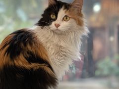 -Anne猫窝咖啡屋