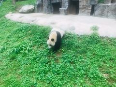 -都江堰中华大熊猫苑