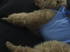 -美联众合动物医院·24h京西诊疗中心