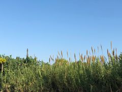 -芒洲湿地公园