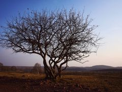 -塞罕坝国家级自然保护区