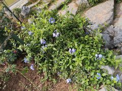 -东莞植物园