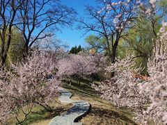 -大兴滨河森林公园