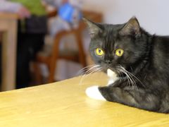 -猫咖时代(中山亭店)