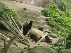 -都江堰中华大熊猫苑