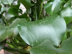 -香满楼(临安路店)