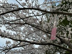 -高东镇樱花园