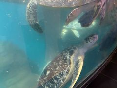 -海合安武汉极地海洋公园