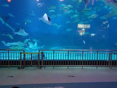 -烟台海昌鲸鲨海洋公园