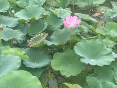 -西青郊野公园