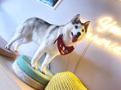小苹果-Husky Go! 哈士奇体验馆·宠物咖啡厅狗咖