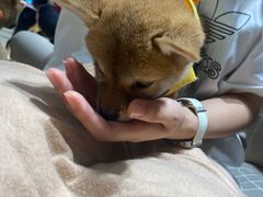 -逗柴咖啡屋·狗咖猫咖宠物桌游