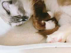 -猫在这儿猫咪咖啡馆·撸猫馆
