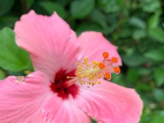 -福田红树林生态公园