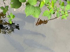 -虾王农家乐(鼎湖店)