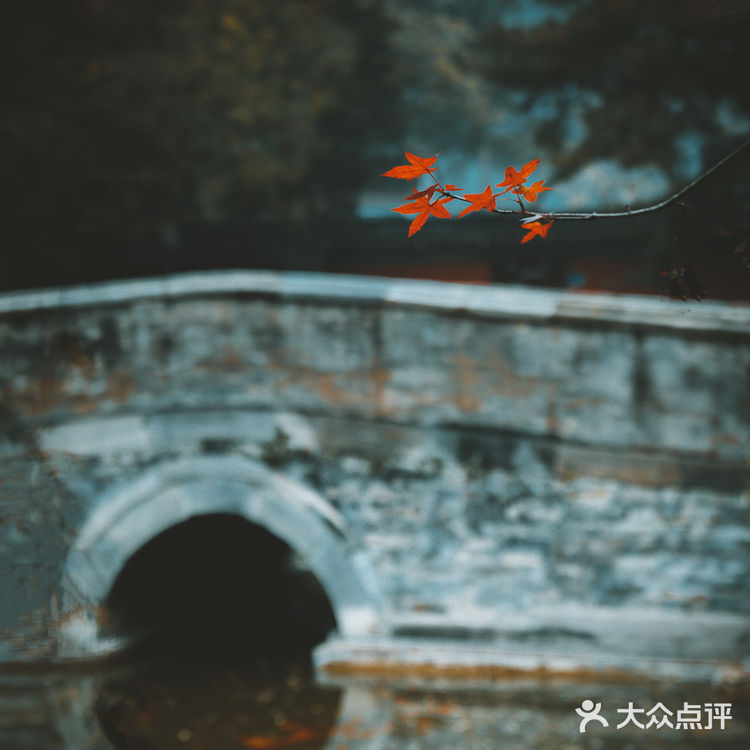 错过大觉寺的银杏，你就错过了整个北京的秋