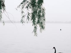 -长兴太湖图影湿地文化园