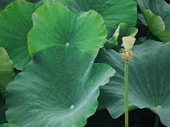 -梁鸿国家湿地公园